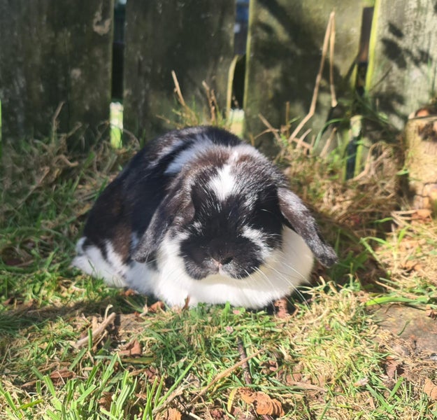 Beautiful mini lops Carousel 1