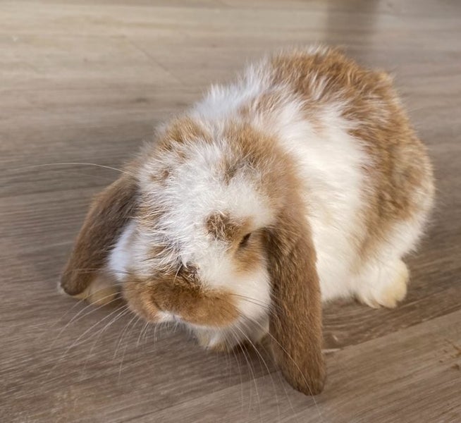 Adorable mini lops Carousel 5