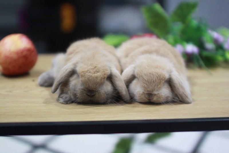 very cute Pure Bred mini Lops Carousel 1