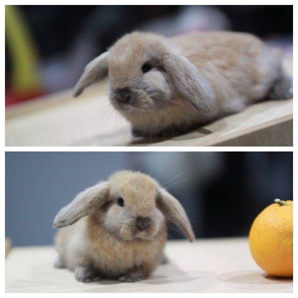 very cute Pure Bred mini Lops Carousel 6
