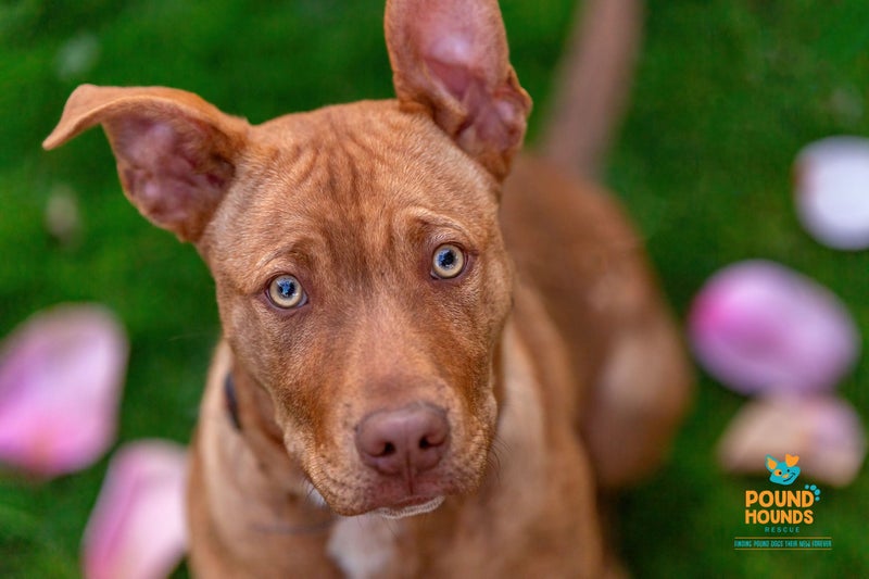 Paxton - PUPPY Pound Hounds Rescue Carousel 1