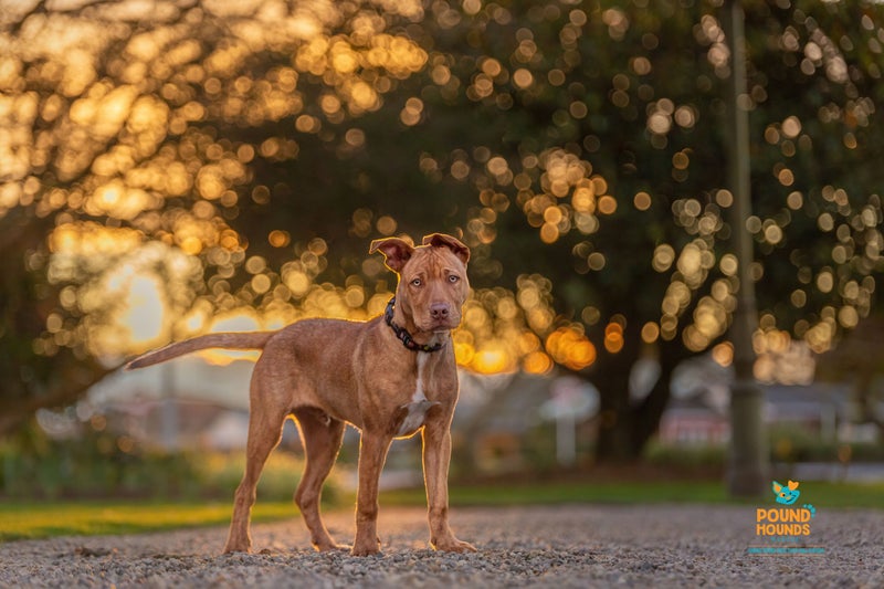 Paxton - PUPPY Pound Hounds Rescue Carousel 17