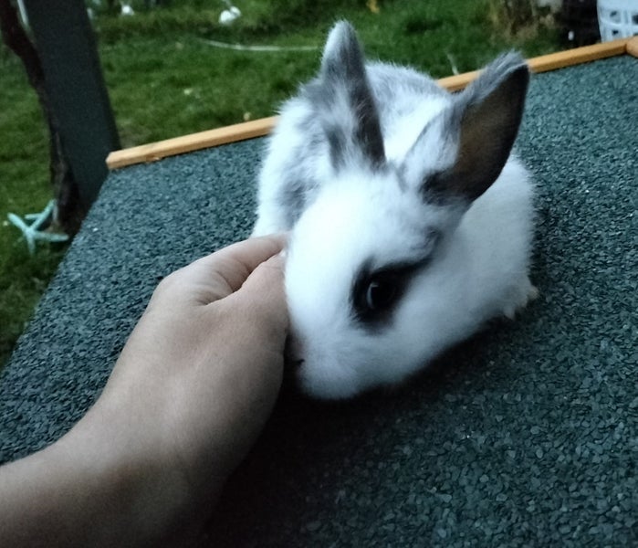 Netherland Dwarf/Mini Lop Rabbit Carousel 16