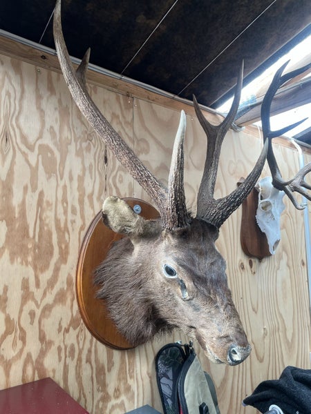 Taxidermy sambar head Carousel 2