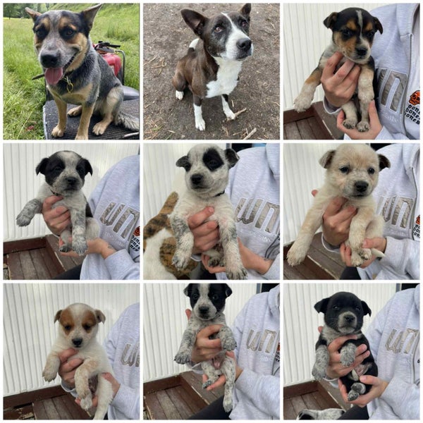 Blue healer cross puppies Carousel 1