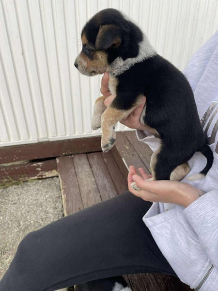 Blue healer cross puppies Carousel 17