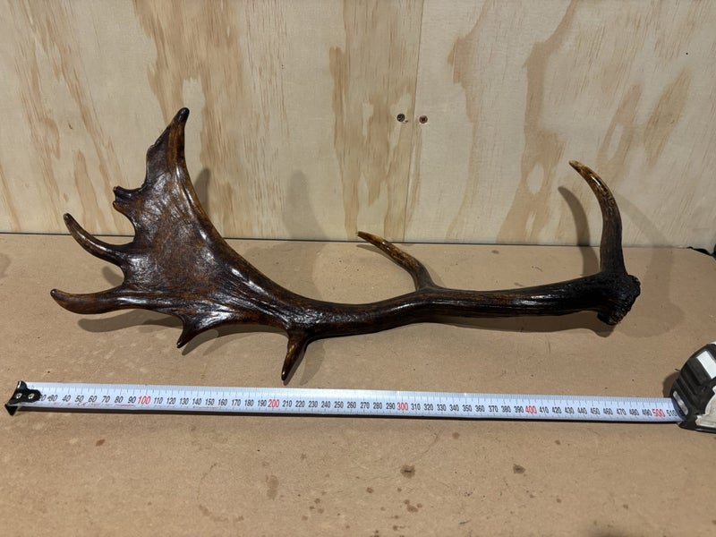 Fallow deer antler Carousel 1
