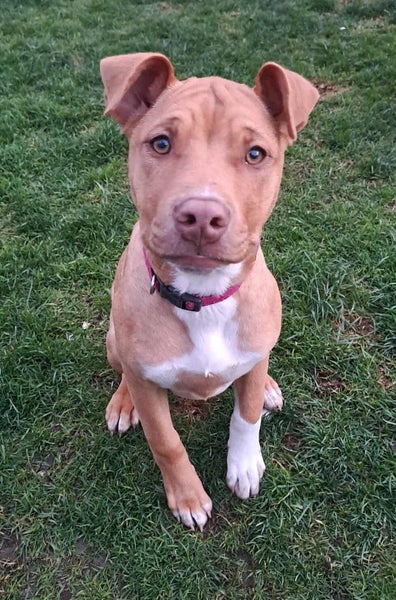 Rescue pup, KOEY Carousel 1