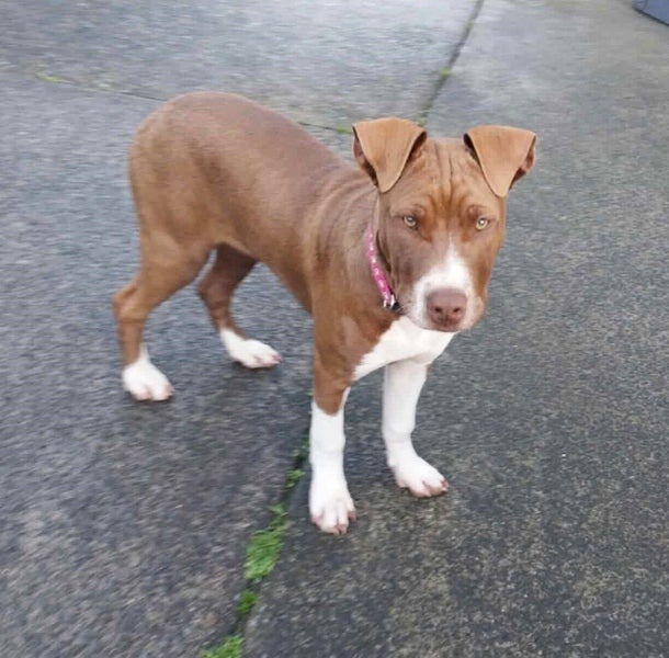 Rescue pup, MADDI Carousel 2