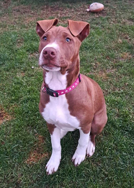 Rescue pup, MADDI Carousel 1