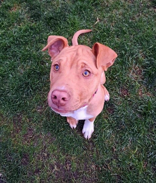 Rescue pup, KOEY Carousel 2
