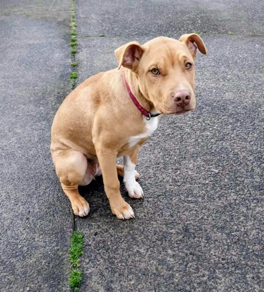 Rescue pup, KOEY Carousel 7
