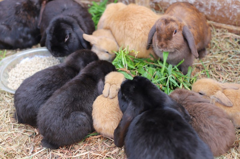 Pure-bred Mini Lop Bunny Rabbits Carousel 11