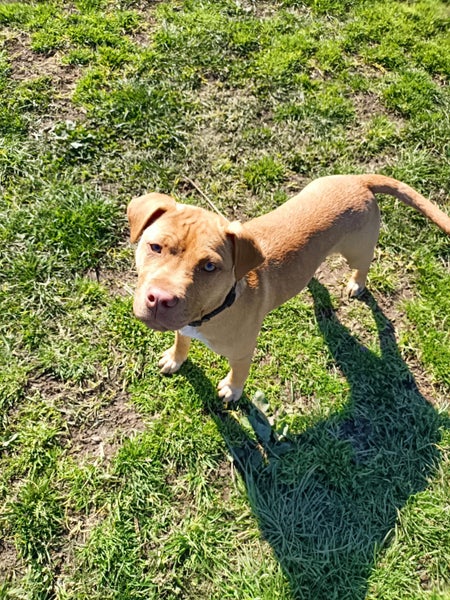 Danica (Ellie's Canine Rescue & Rehome) Carousel 1