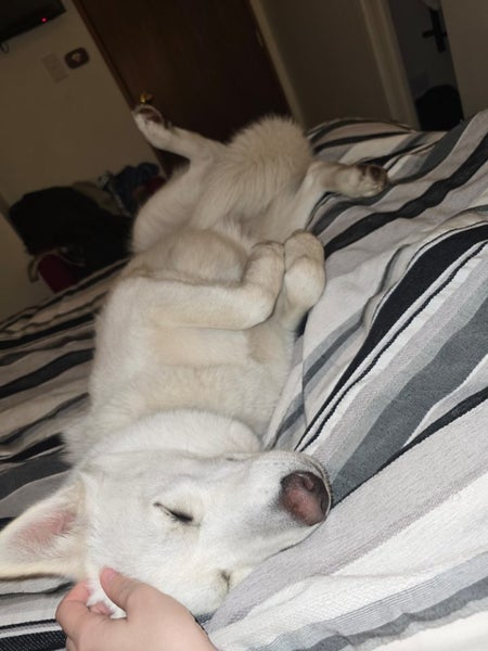 Husky 11 months looking for new homes. Carousel 2