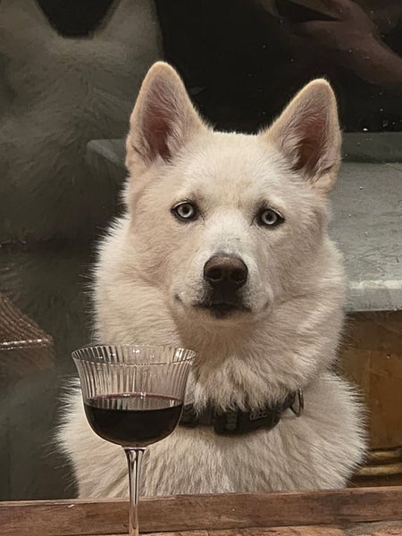 Husky 11 months looking for new homes. Carousel 1