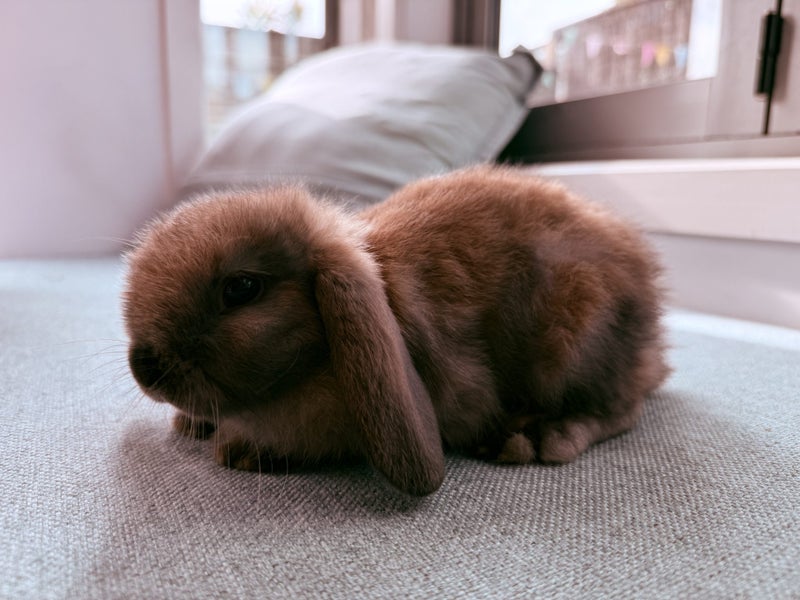 Mini lop bunny rabbits Carousel 20