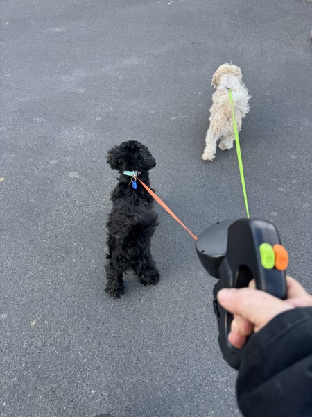 Double Dog Lead Retractable * One lead, Two dogs, Zero tangles.* Carousel 1