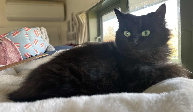 Monkey female 3 yrs Cat Care Loburn/CHCH Carousel 1