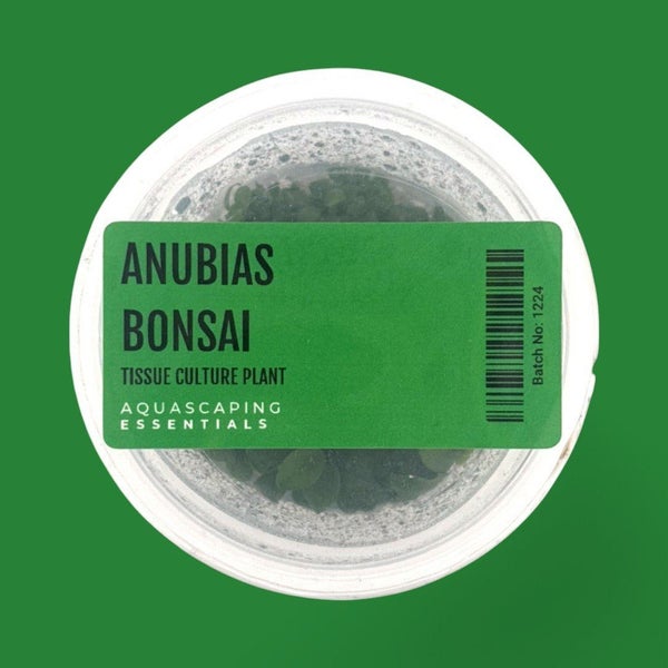 Anubias Bonsai Tissue Culture (Aquascaping Essentials) Carousel 1