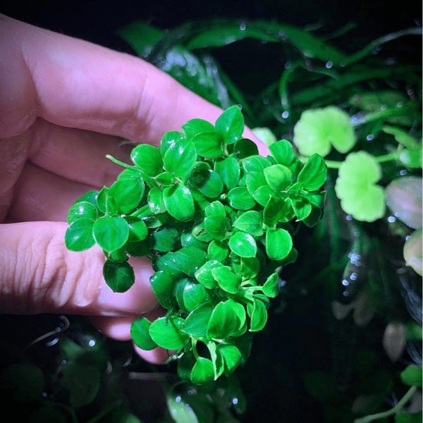 Anubias Bonsai Tissue Culture (Aquascaping Essentials) Carousel 2