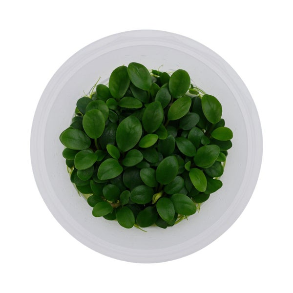 Anubias Bonsai Tissue Culture (Aquascaping Essentials) Carousel 3