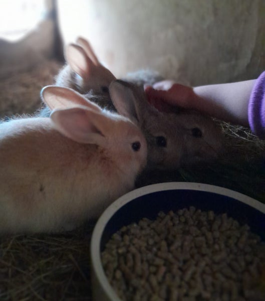 Pure Flemish Giant kits Carousel 1