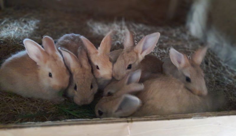 Pure Flemish Giant kits Carousel 2