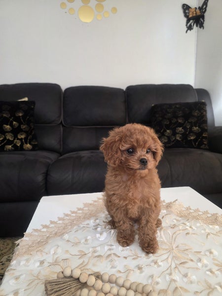 cavoodle puppy63617476257409111