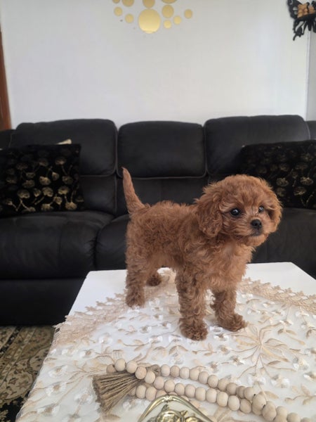 cavoodle puppy63617476257409112