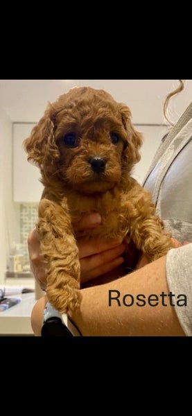 cavoodle puppy63617476257409114