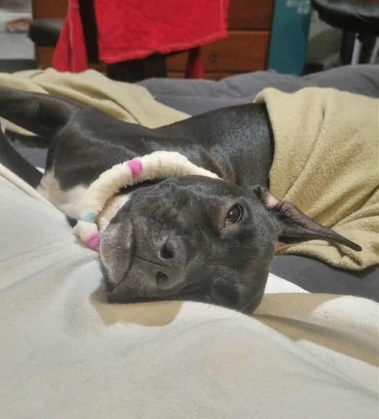 Rescue pup, Mystery Carousel 2