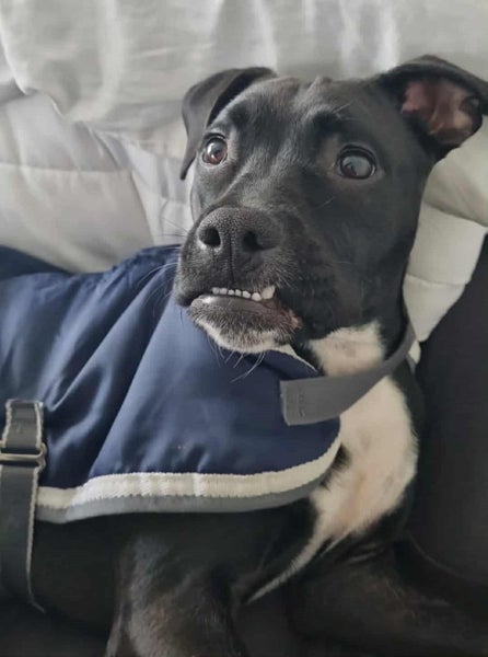 Rescue pup, Mystery Carousel 4