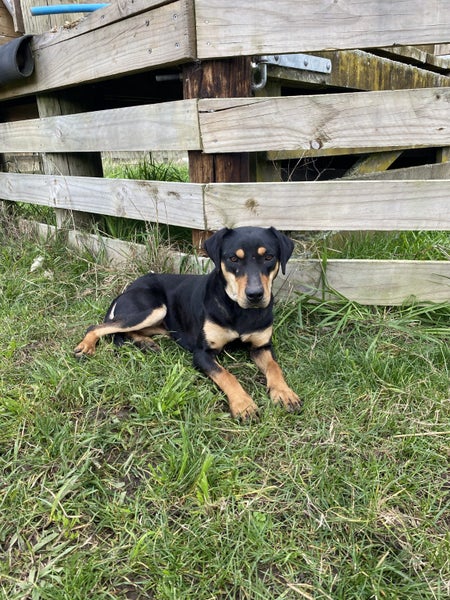 12 month Huntaway female Carousel 1