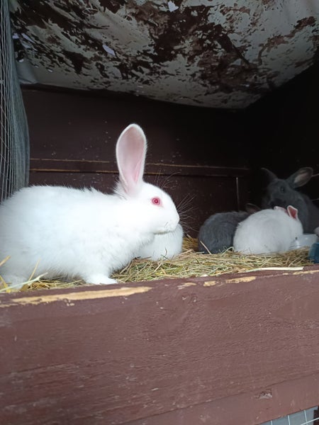 Flemish Giant kits Carousel 1