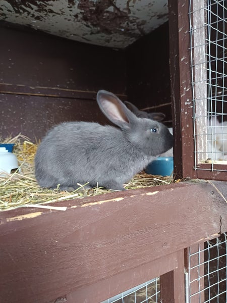 Flemish Giant kits Carousel 2