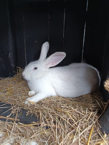 Flemish Giant kits Carousel 7