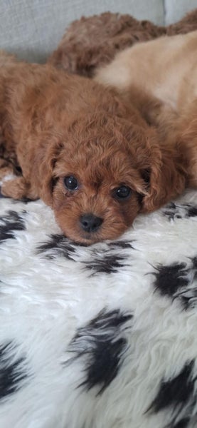 cavoodle puppy63617476257409110
