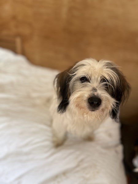 Gorgeous Puppies- Poodle Foxy x Maltese Jack Russell Carousel 12