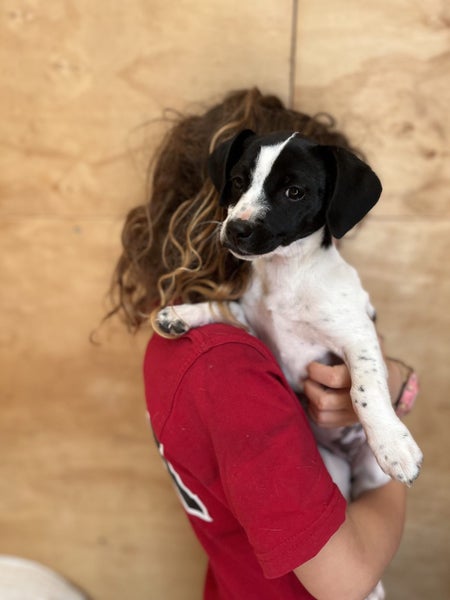 Gorgeous puppies63675362178563113