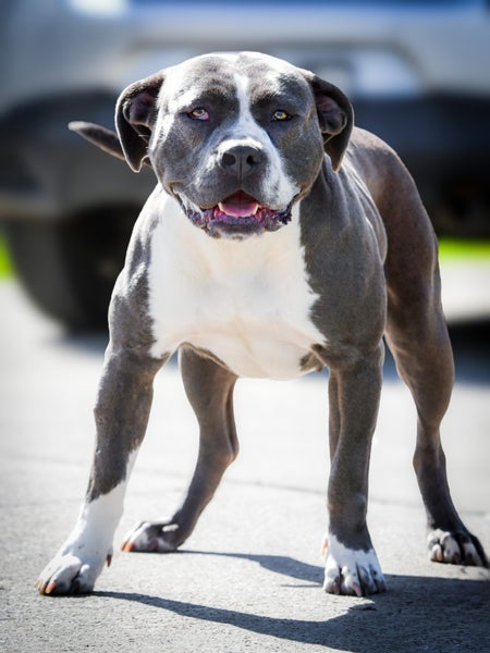 Bizzy - stunning Purebred XL American Bully papered, 1 year old Carousel 2
