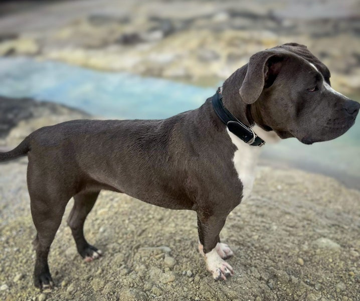 Bizzy - stunning Purebred XL American Bully papered, 1 year old Carousel 4