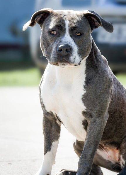 Bizzy - stunning Purebred XL American Bully papered, 1 year old Carousel 1