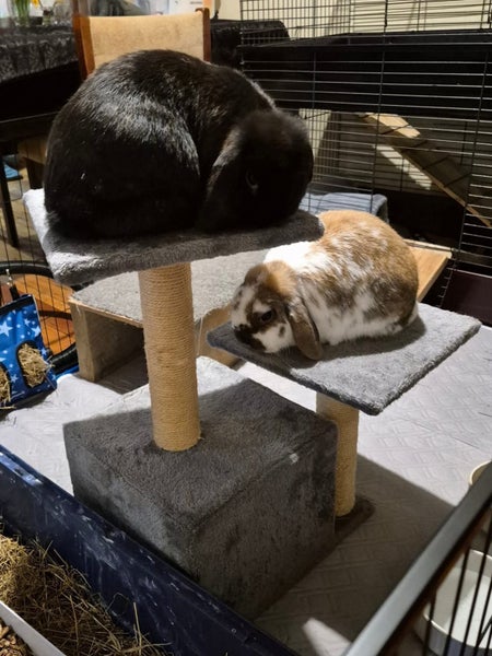 Bonded Pair of Minilop Rabbits Carousel 2