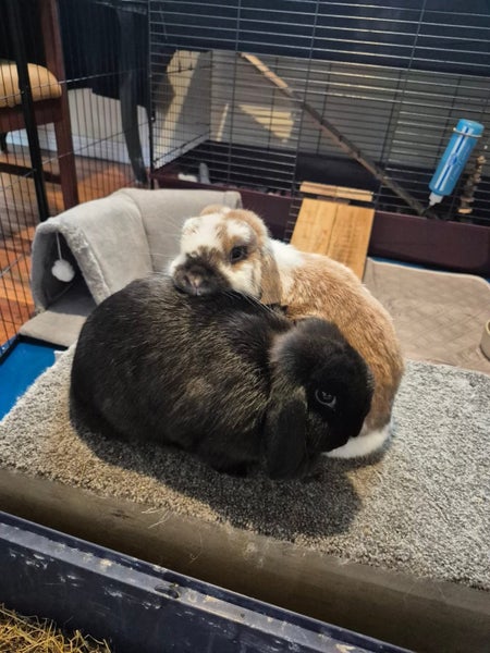 Bonded Pair of Minilop Rabbits Carousel 1