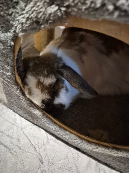 Bonded Pair of Minilop Rabbits Carousel 5