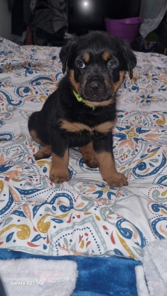 Rottweilers puppies Carousel 2