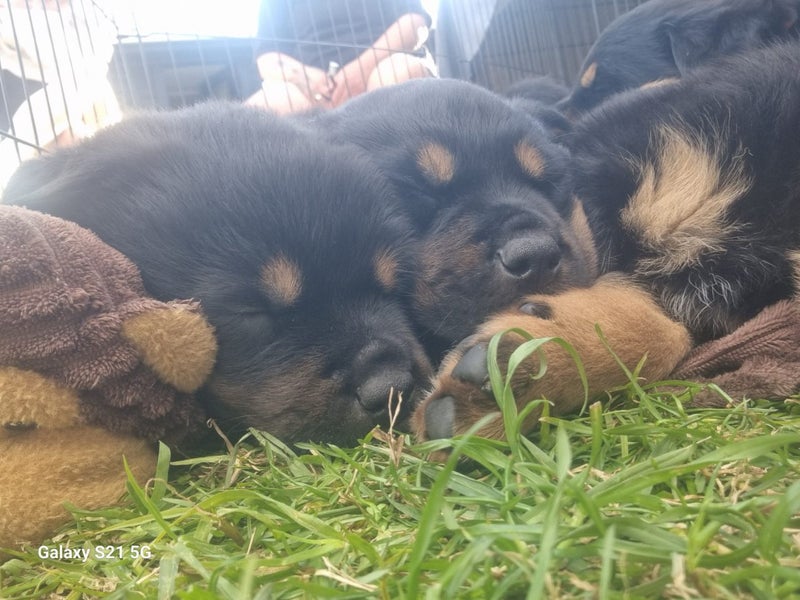 Rottweilers puppies Carousel 14