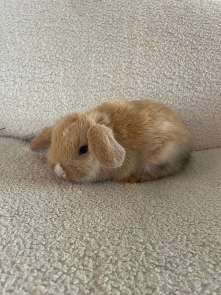 Pure Bred Mini Lops Carousel 1