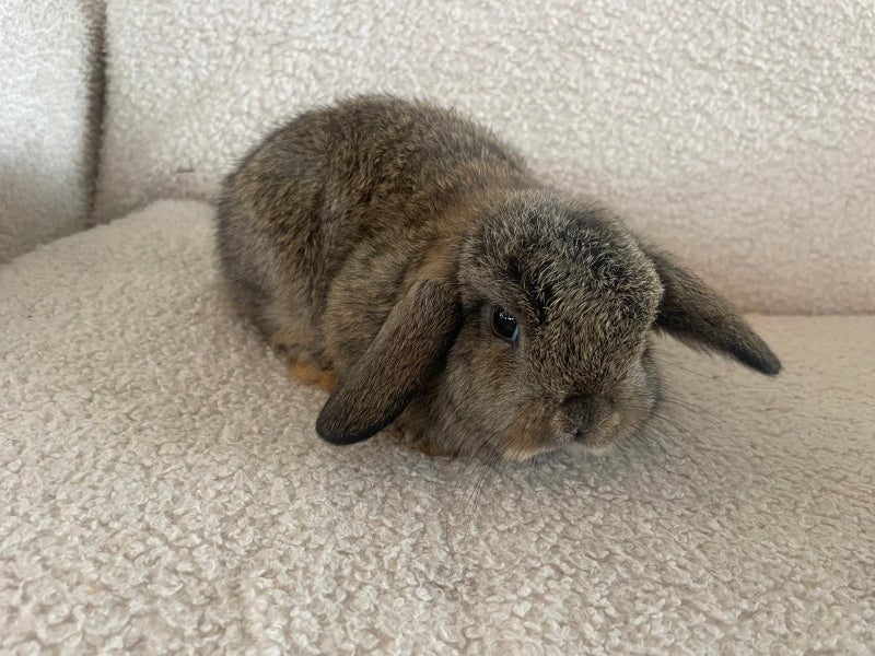 Pure Bred Mini Lops Carousel 2